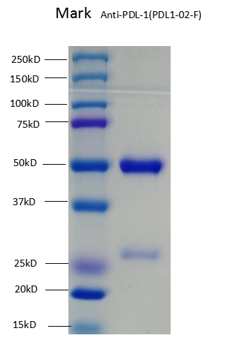 Anti-PDL1-02F SDS PAGE